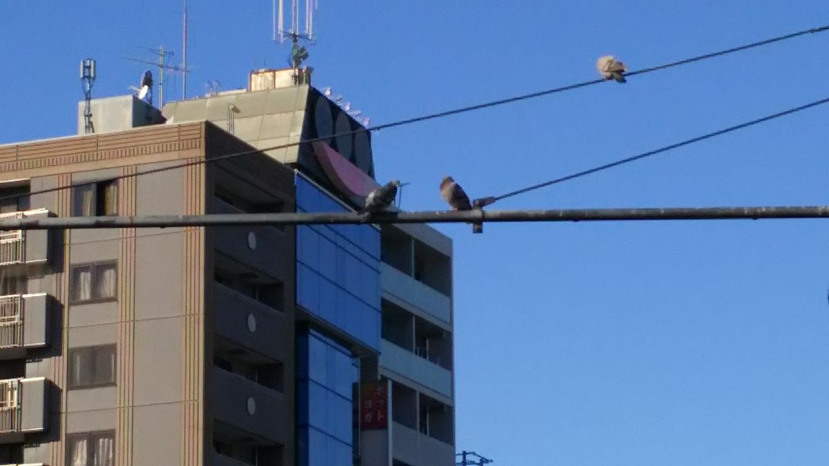 久しぶりの巣鴨散策？