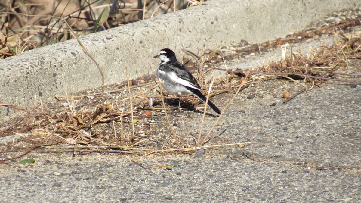 今年もよろしく散歩の友鳥