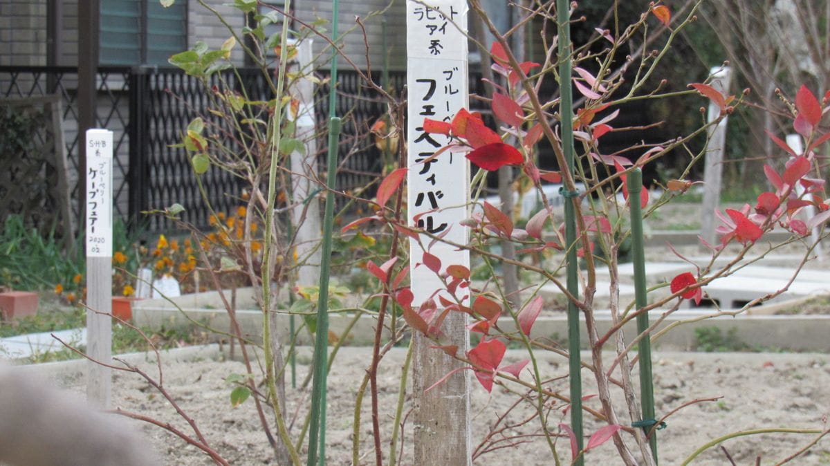 散歩で見かけた素敵な庭