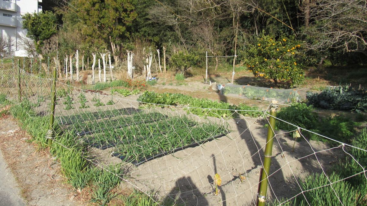 散歩で見かけた素敵な家庭菜園