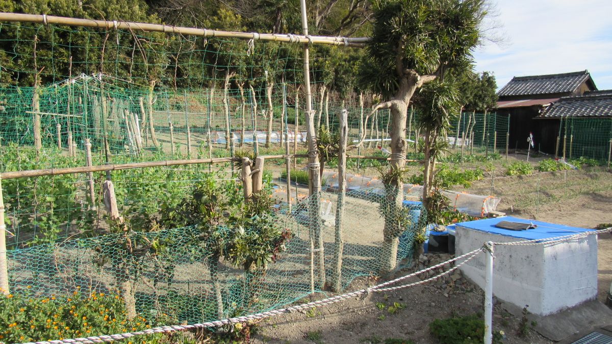 散歩で見かけた素敵な家庭菜園