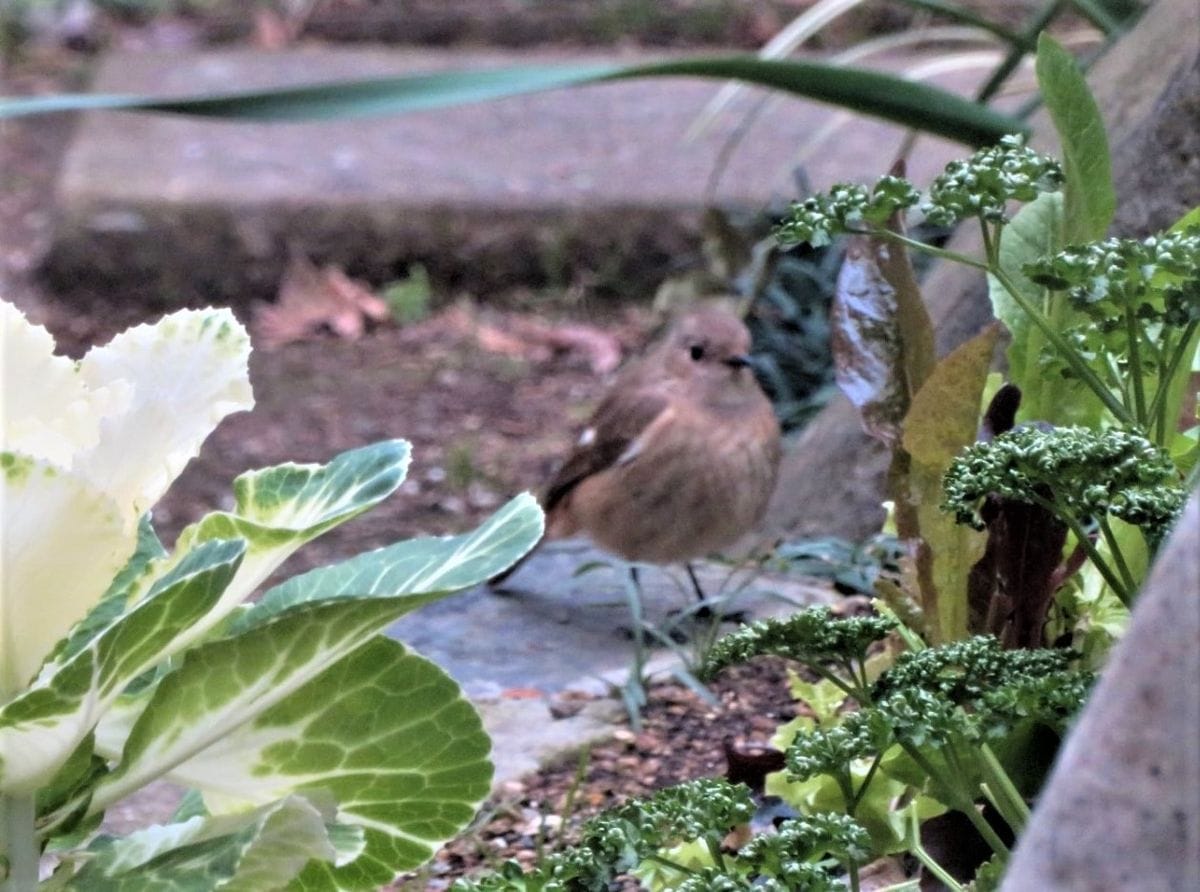 今日やって来た🐦小鳥🐦🐦