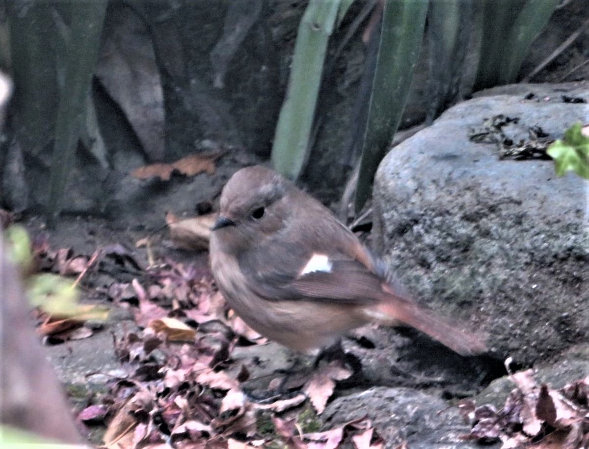 今日やって来た🐦小鳥🐦🐦