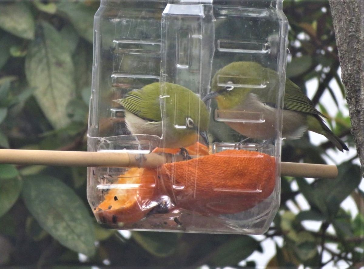 今日やって来た🐦小鳥🐦🐦