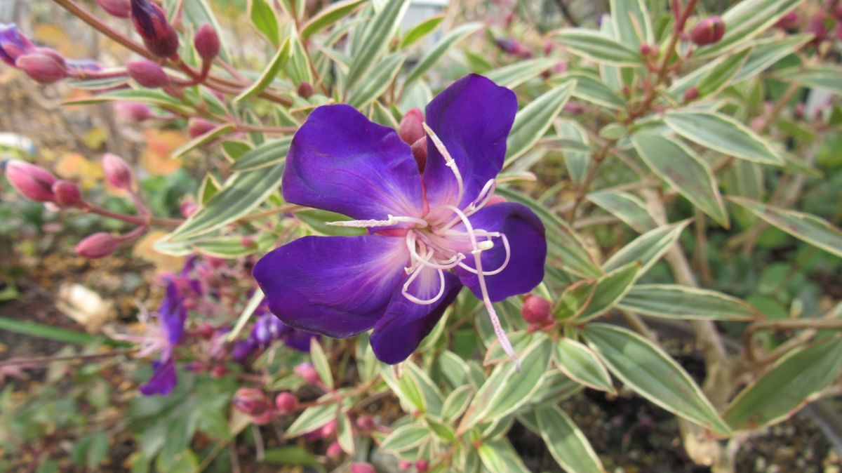 寂しい庭の花