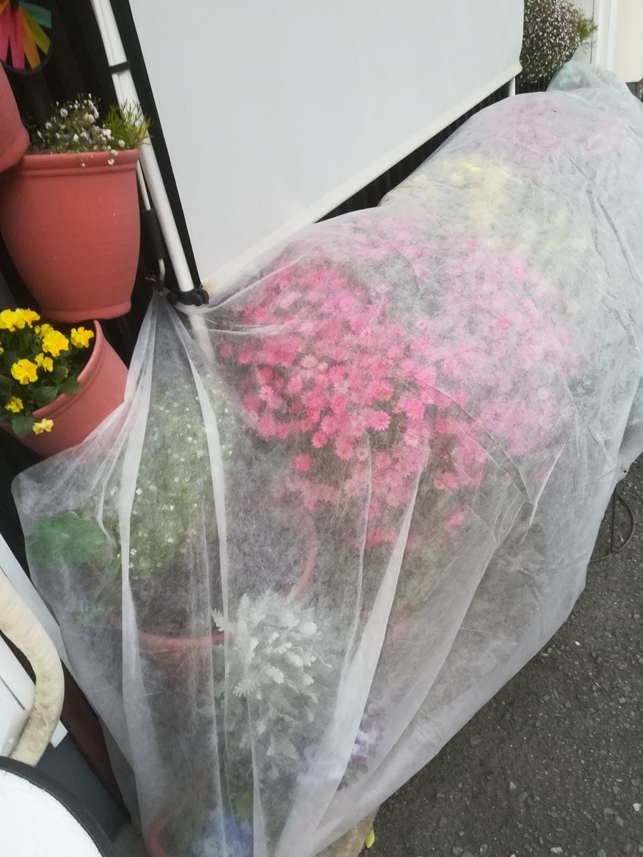 我が家の花🌼今日の様子