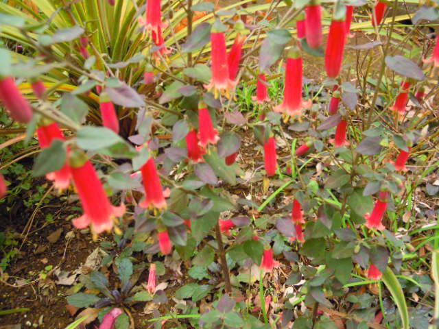 やっと秋（冬）の寄せ植え