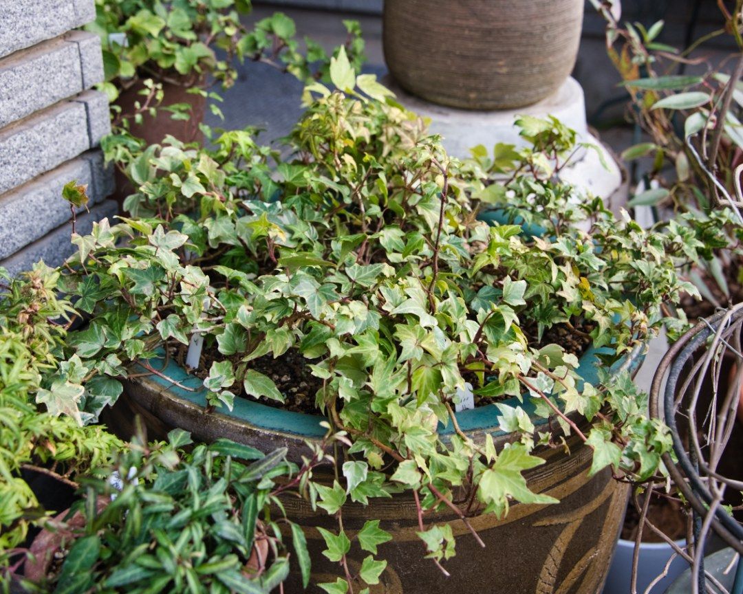 ヘデラ・ヘリックスの寄せ植え