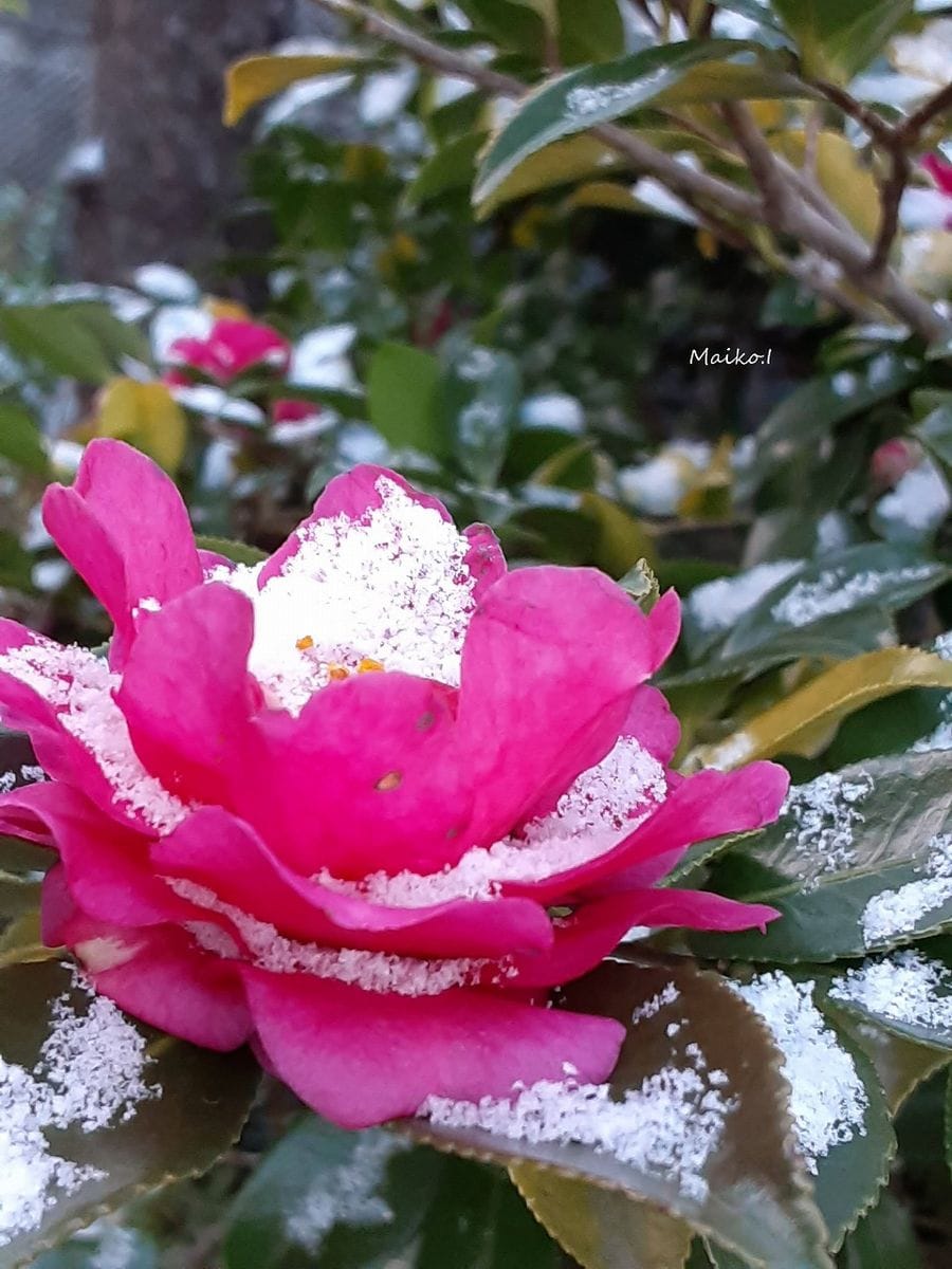 初雪と山茶花。