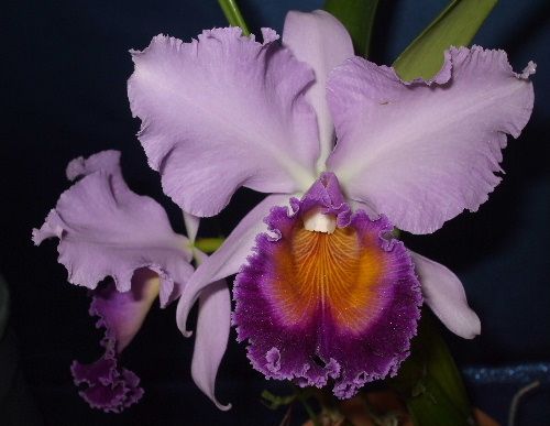 C.(=Lc.)Dinard'Blue Heaven'（カトレア ディナード'ブルー ヘブン'）