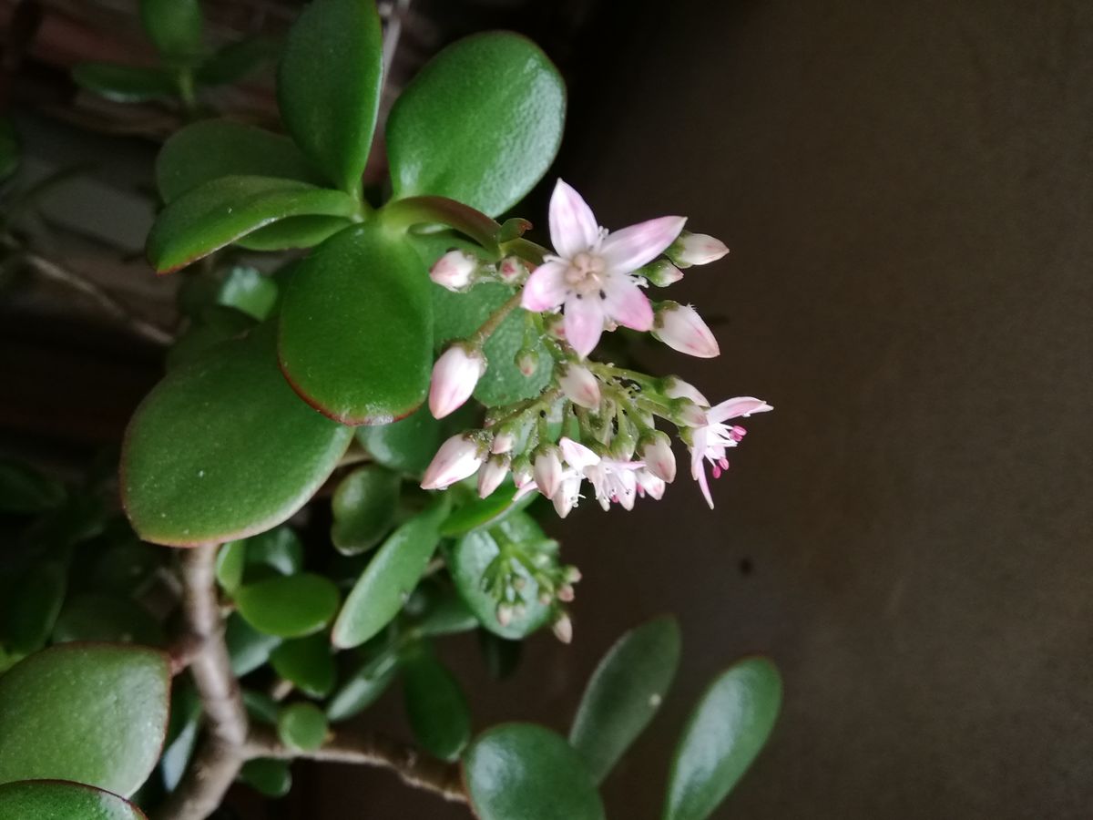 シャコバサボテンと成金草の花