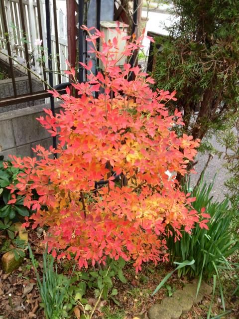 べるGardenの紅葉♪