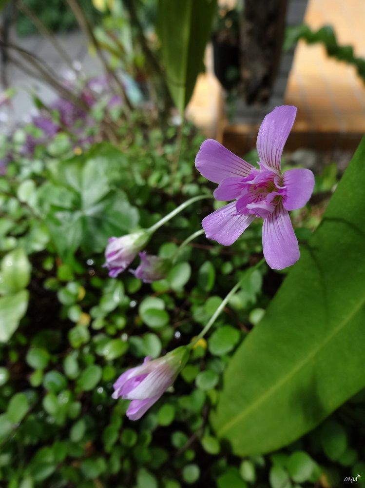 八重の花…♪