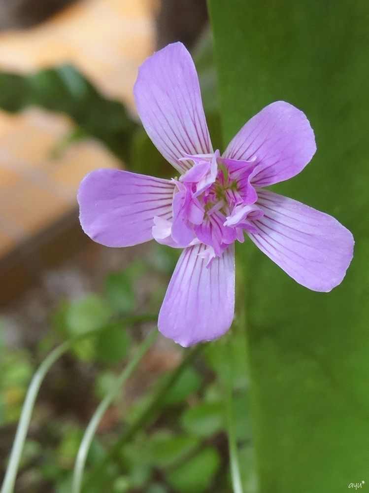 八重の花…♪