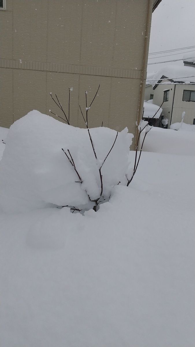 うちの植物達はどこに…