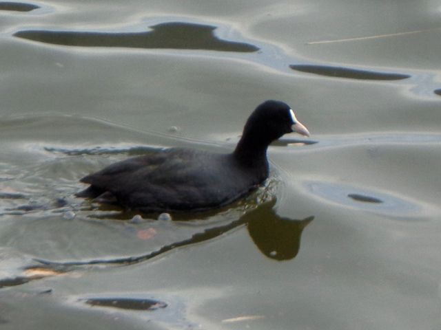 池の水鳥