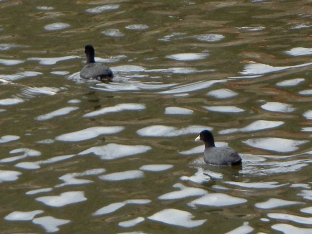 池の水鳥