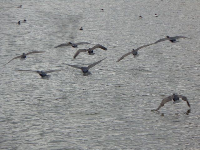 池の水鳥