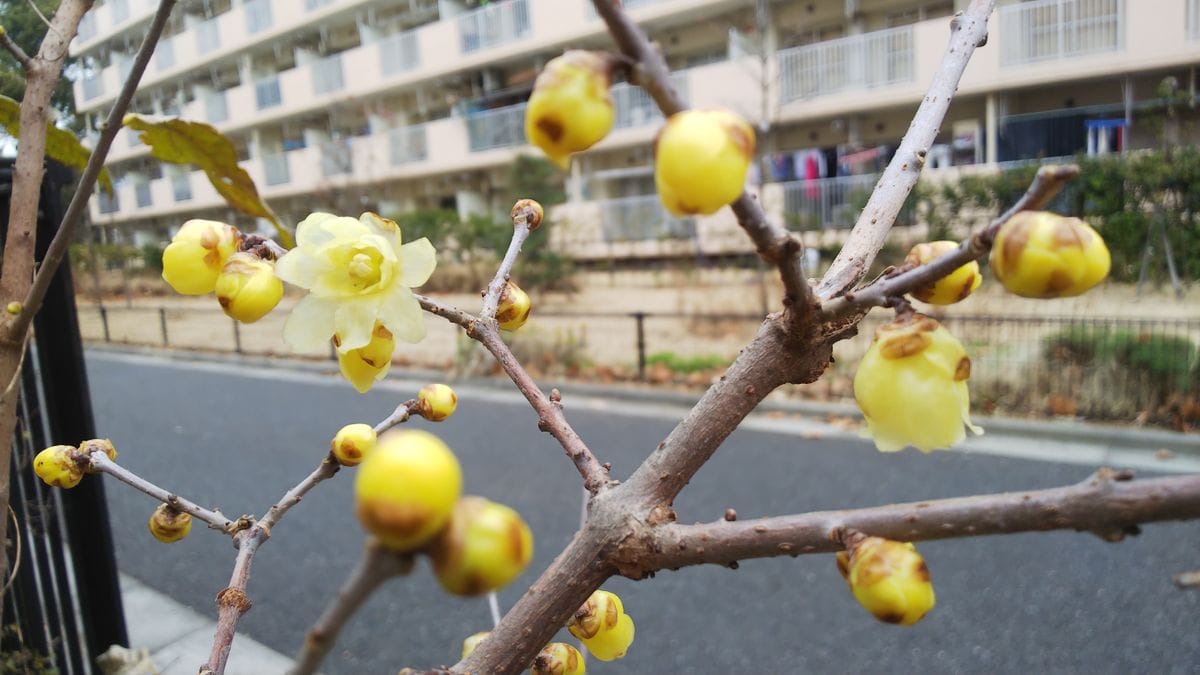 近所の散歩