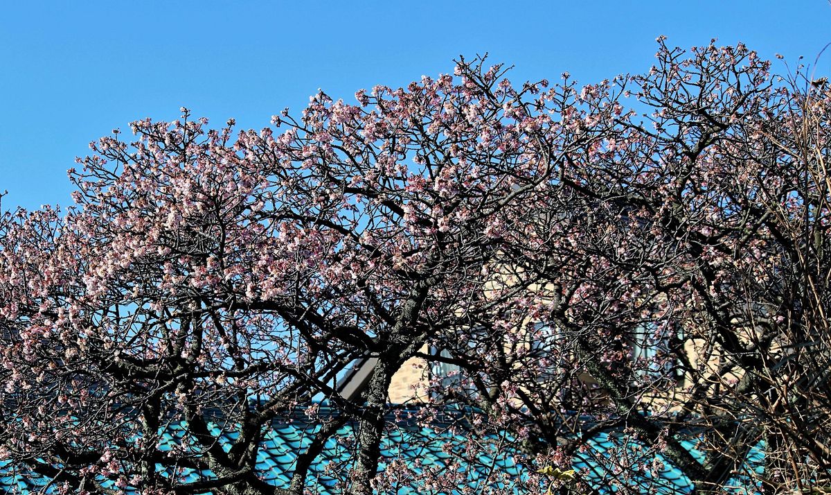 お花見日和