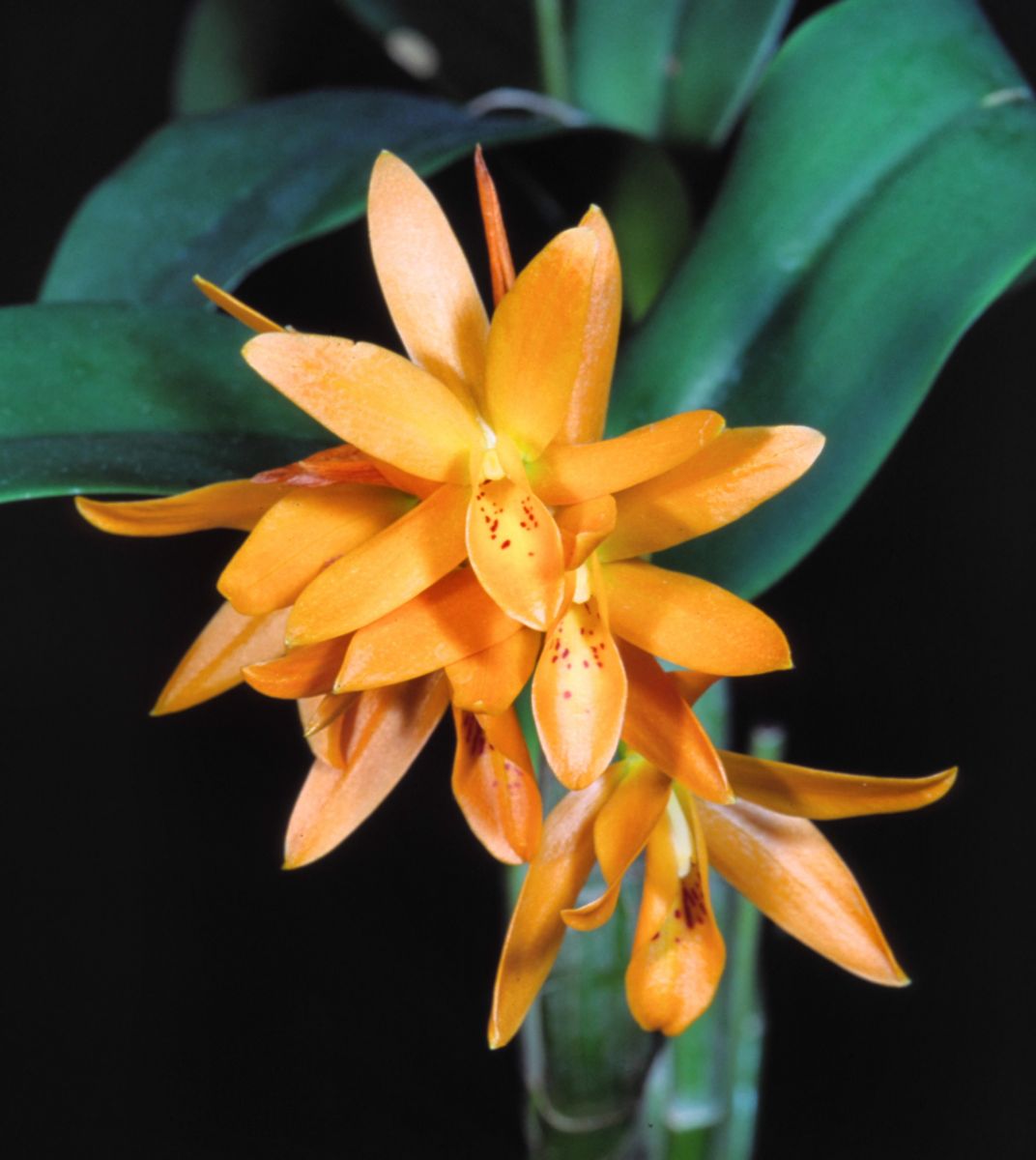 Gur.aurantiaca 'Orange Sherbet'グアリアンセ　オウランティアカ　オレンジシャーベット