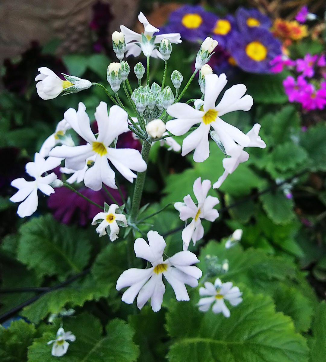 寄せ植え花壇の花💠プリムラ