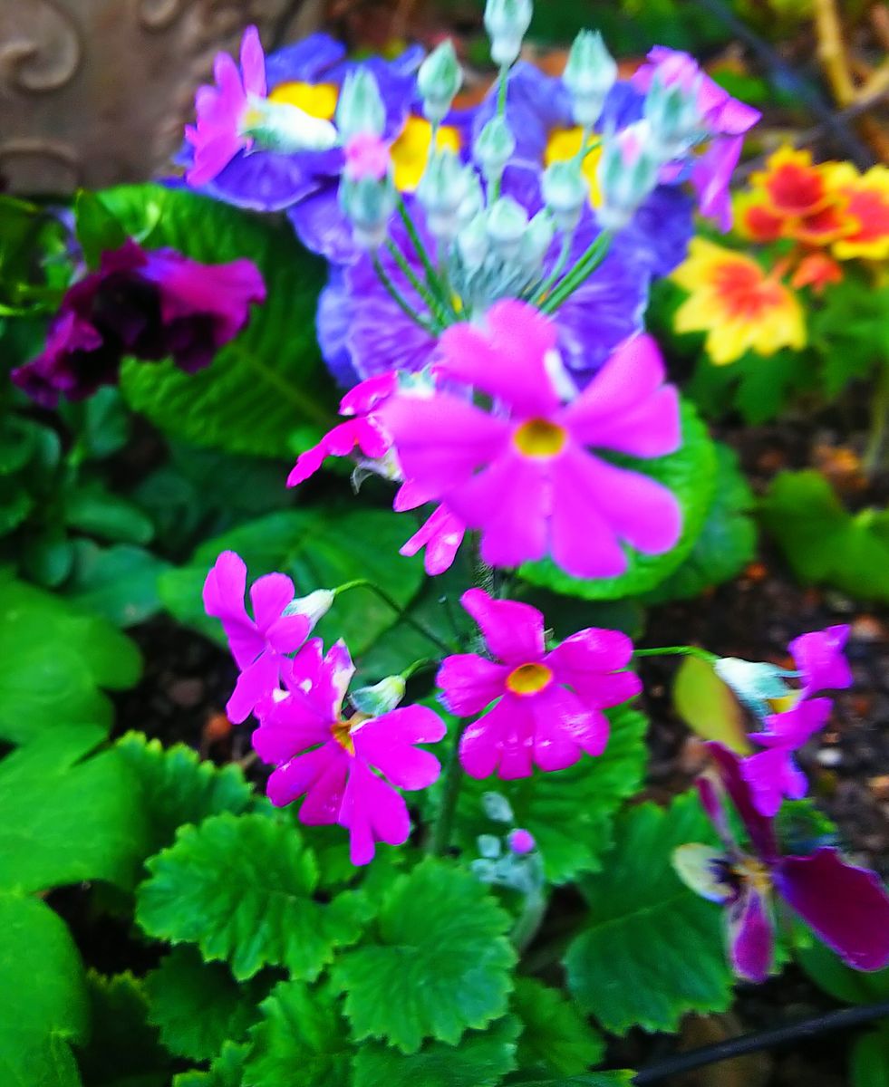 寄せ植え花壇の花💠プリムラ