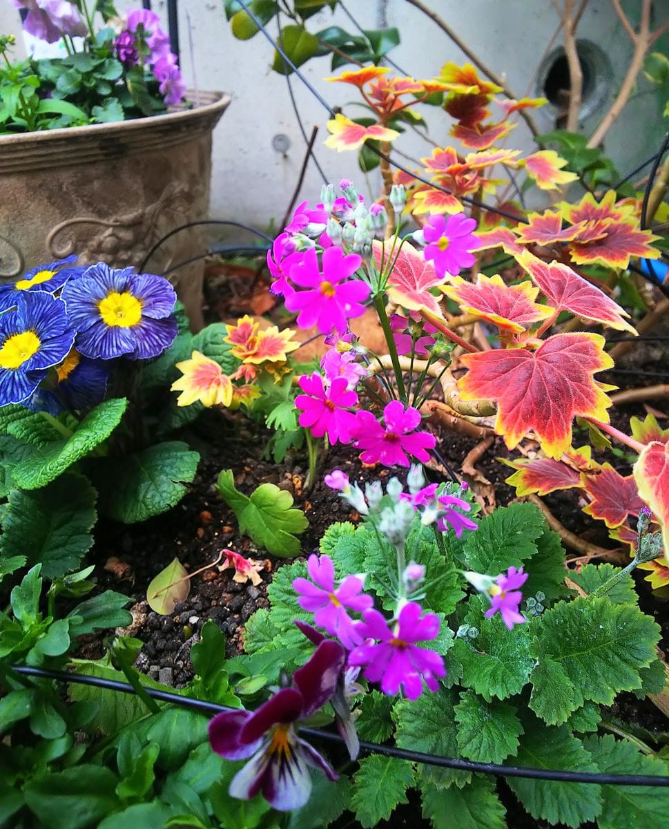 寄せ植え花壇の花💠プリムラ