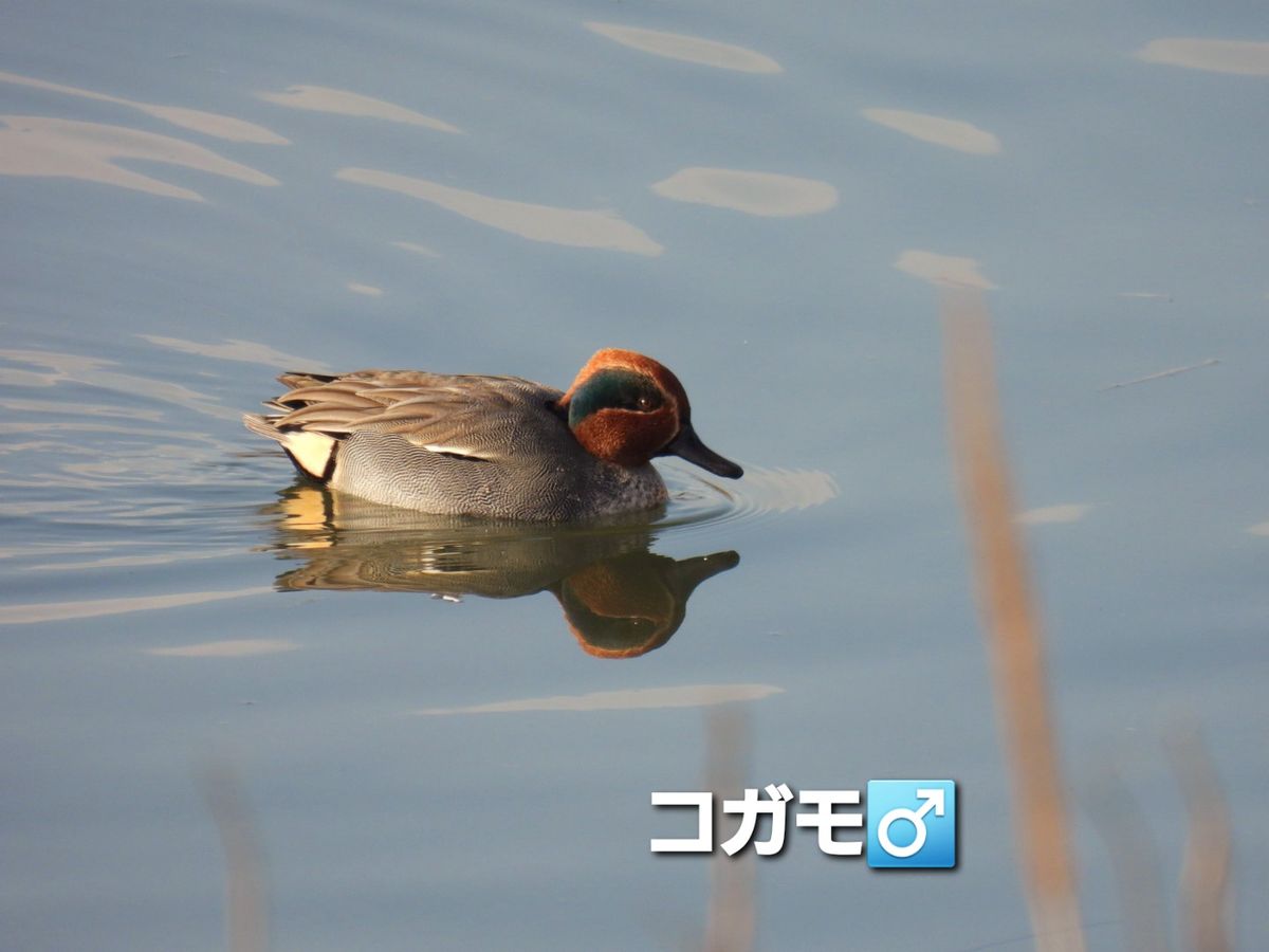 野鳥観察　4/4