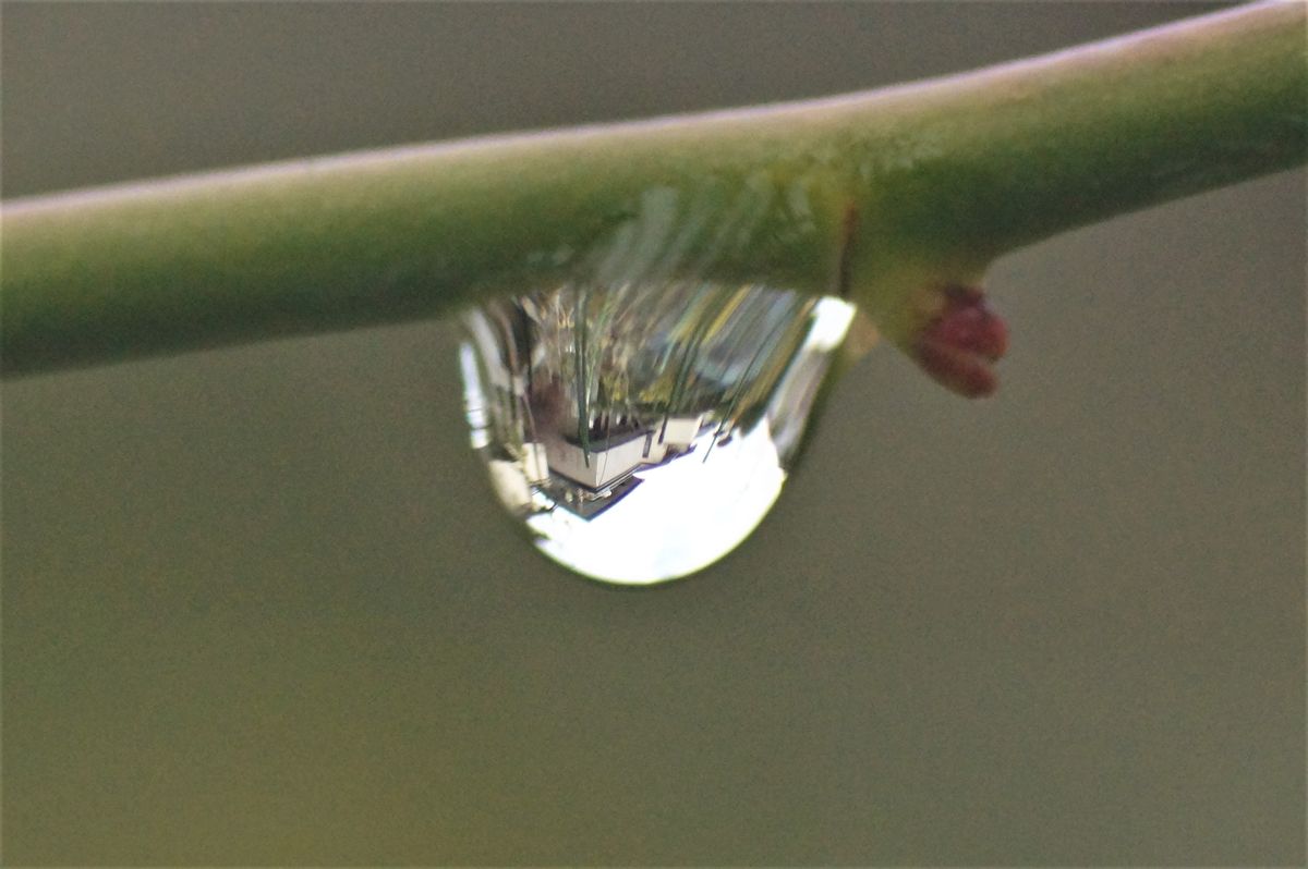 こっとの庭（雫）