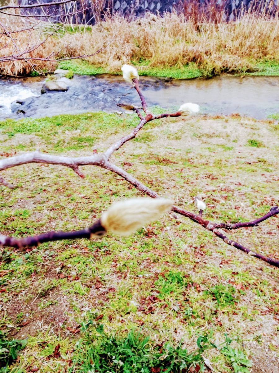 曇り⛅。公園の梅。コブシ。ジュンベリー。