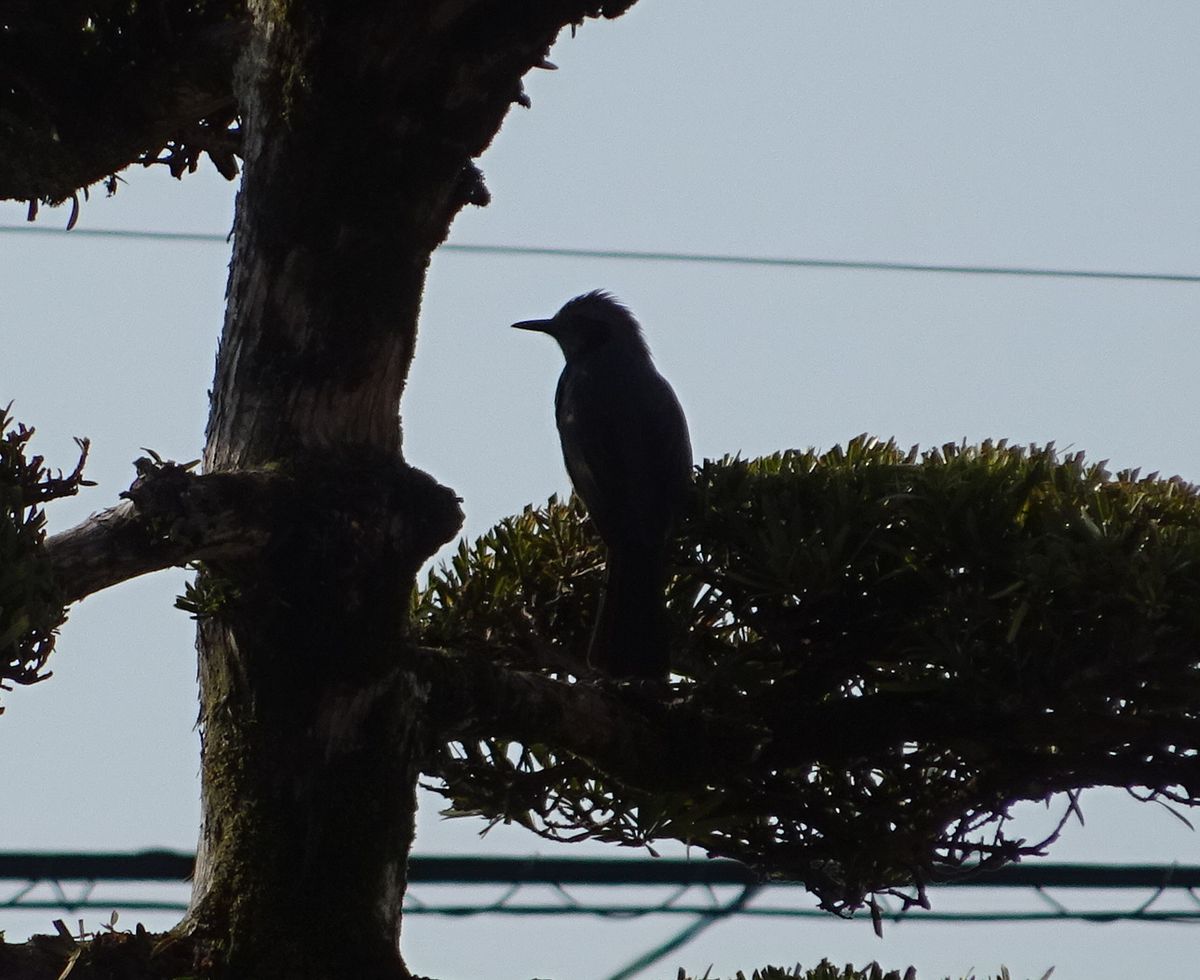 ボサボサ、ボーボー