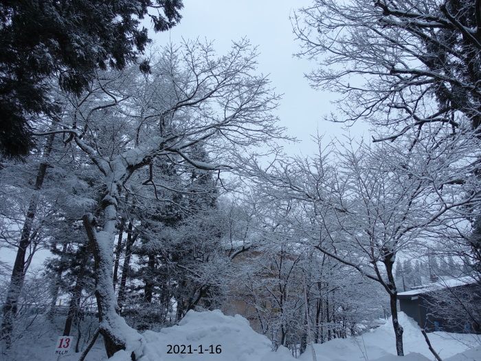 大粒の雪降