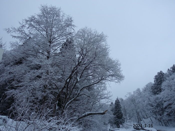 大粒の雪降