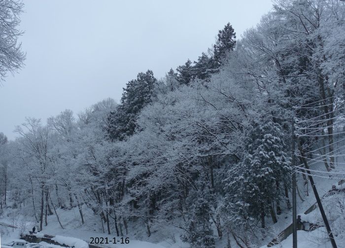 大粒の雪降