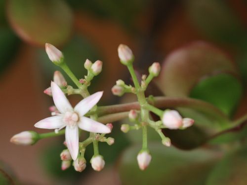 金のなる木の花