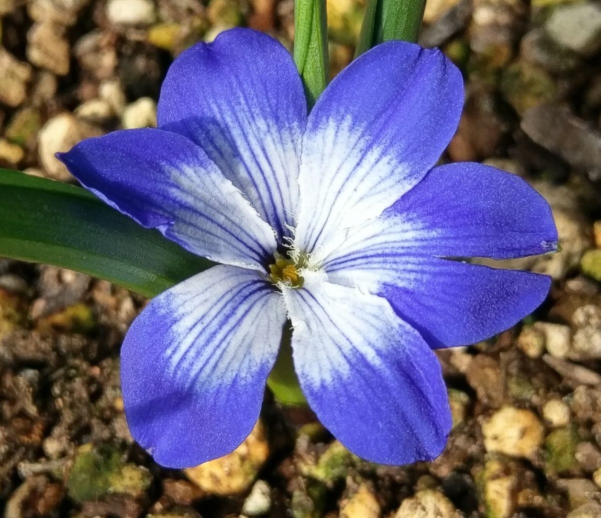 テコさん開花