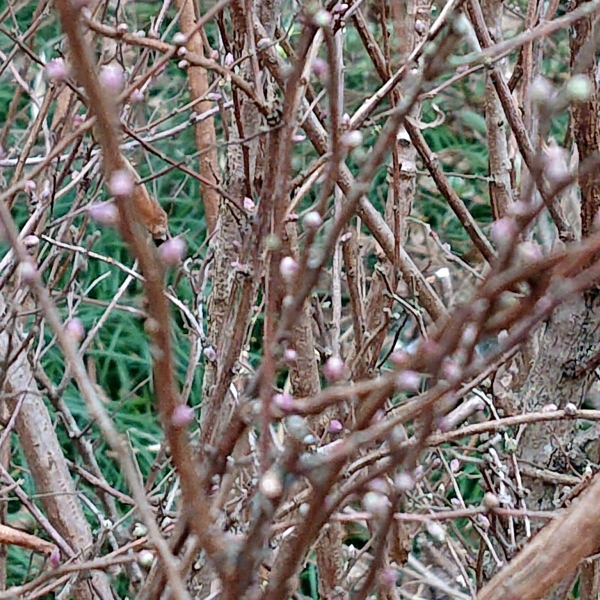 寒くてもユキヤナギの芽 チューリップの芽が出てます❗