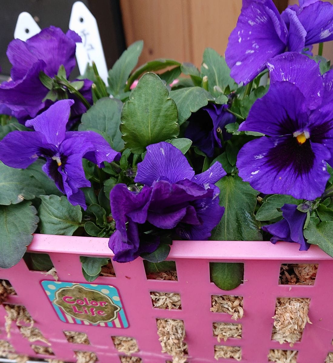 寒くてもユキヤナギの芽 チューリップの芽が出てます❗