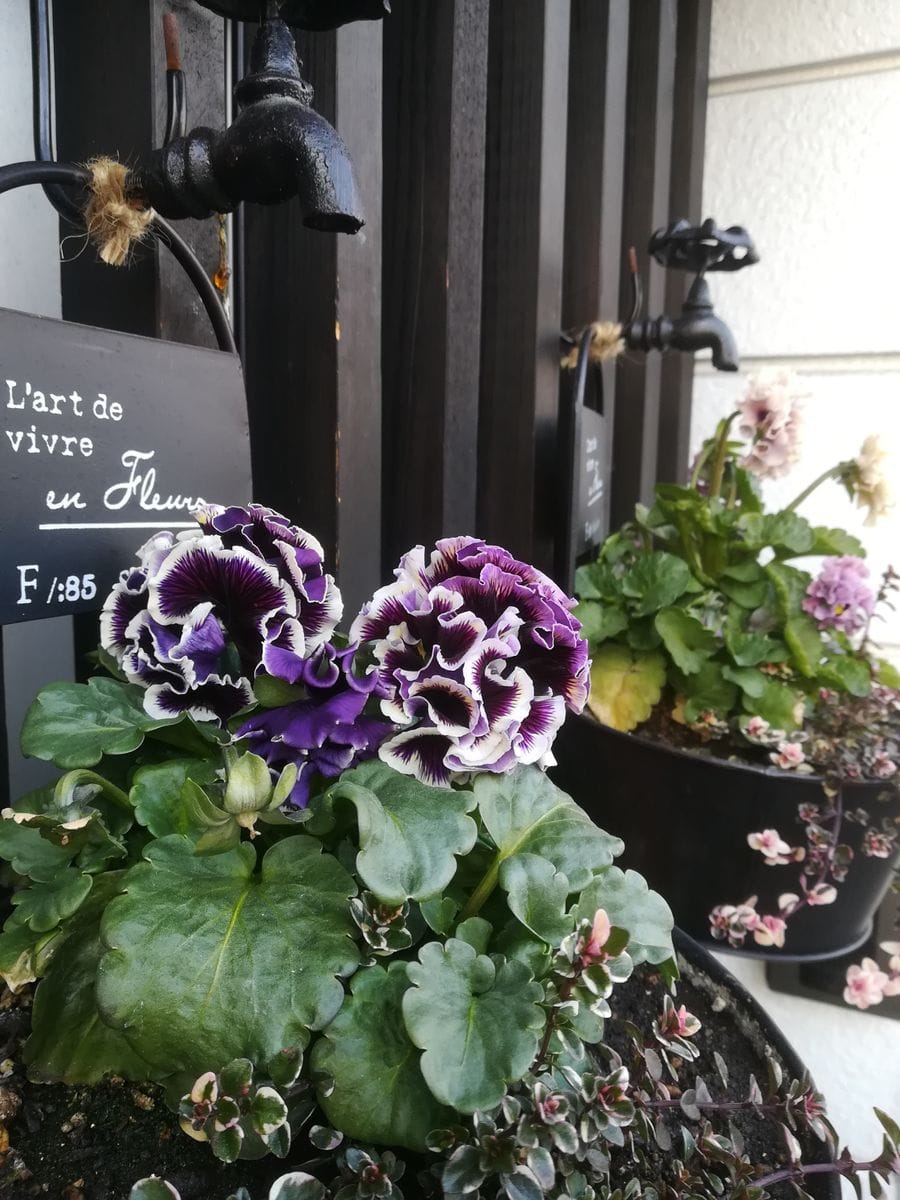 寒くても元気な花達✨