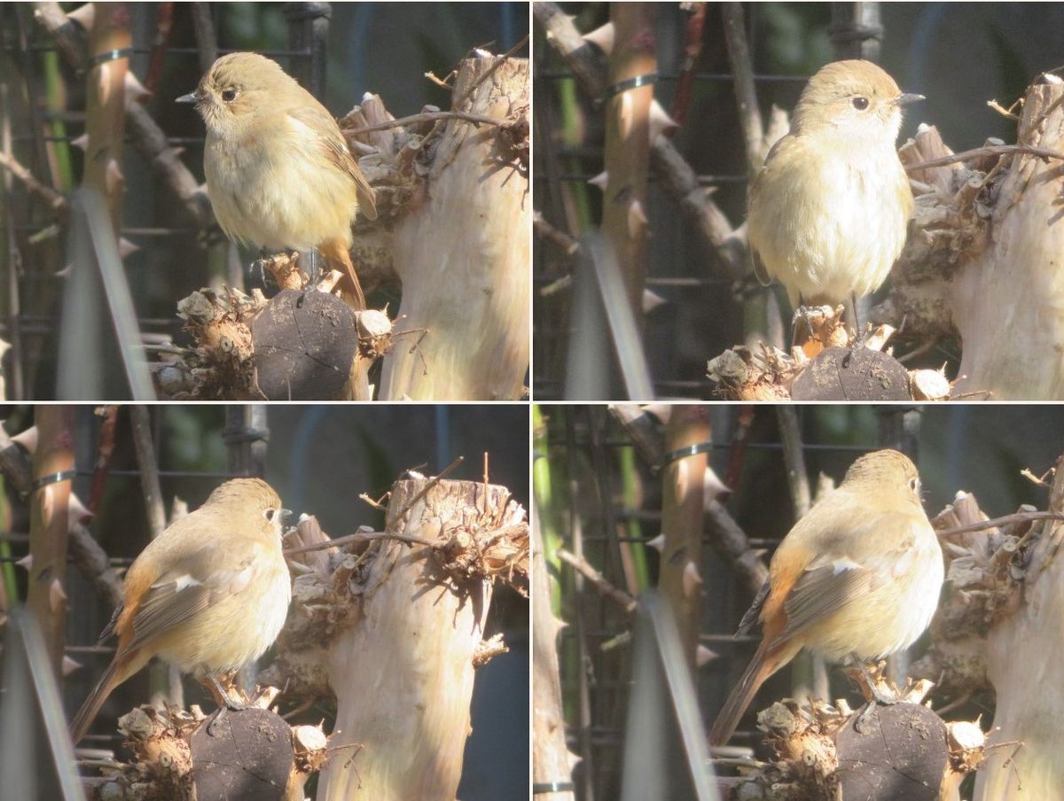 今日は🐦小鳥がやって来た一日🐦🐦