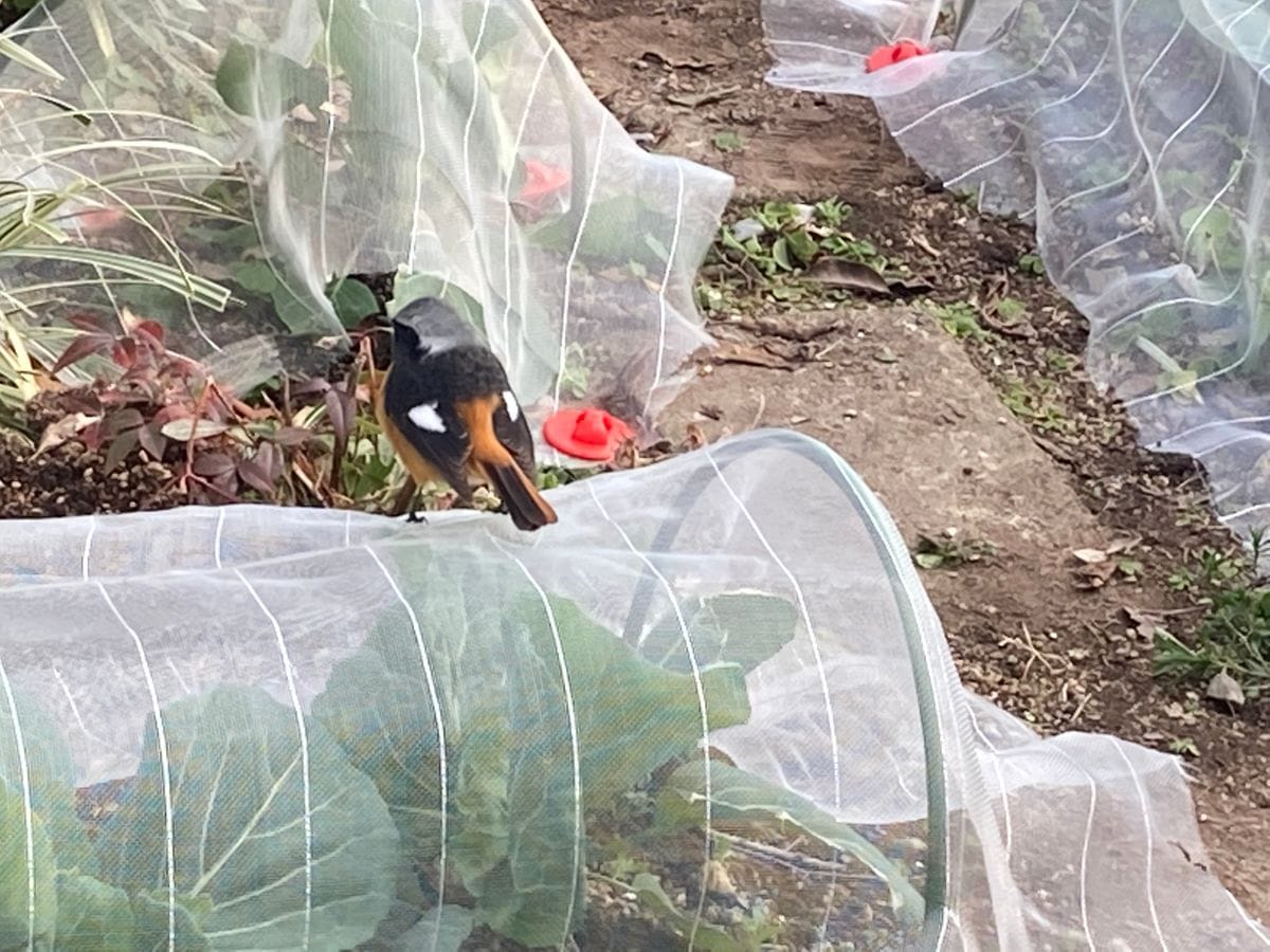 ジョウビタキさん野菜だけは食べないでね。