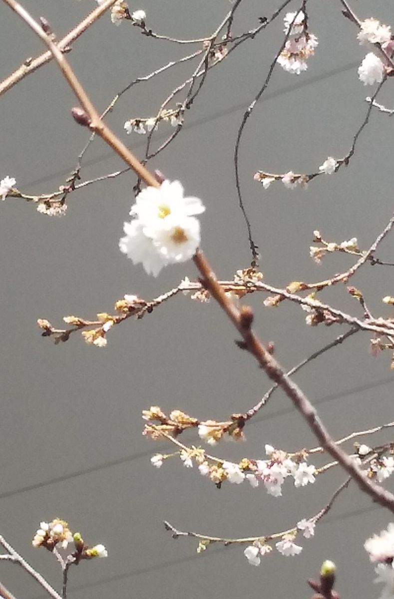 鴨池来訪。一足早いお花見もできました。