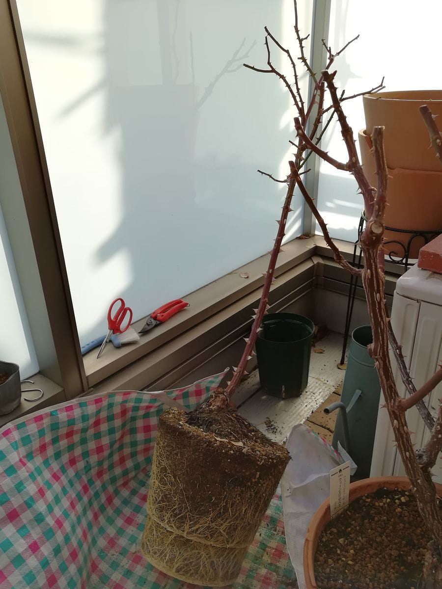 3階の植え替え完了