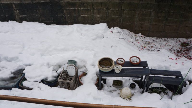 大雪・惨状