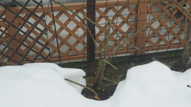 大雪・惨状