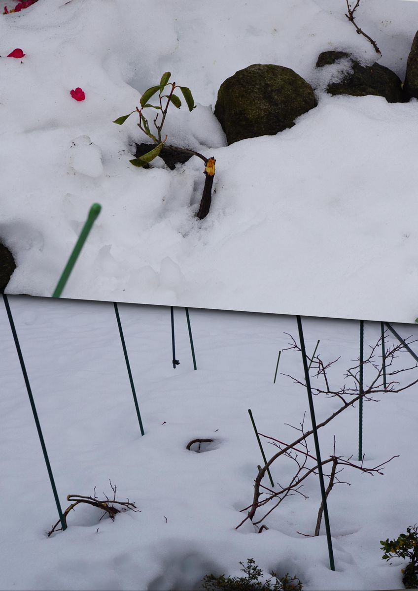 大雪・惨状