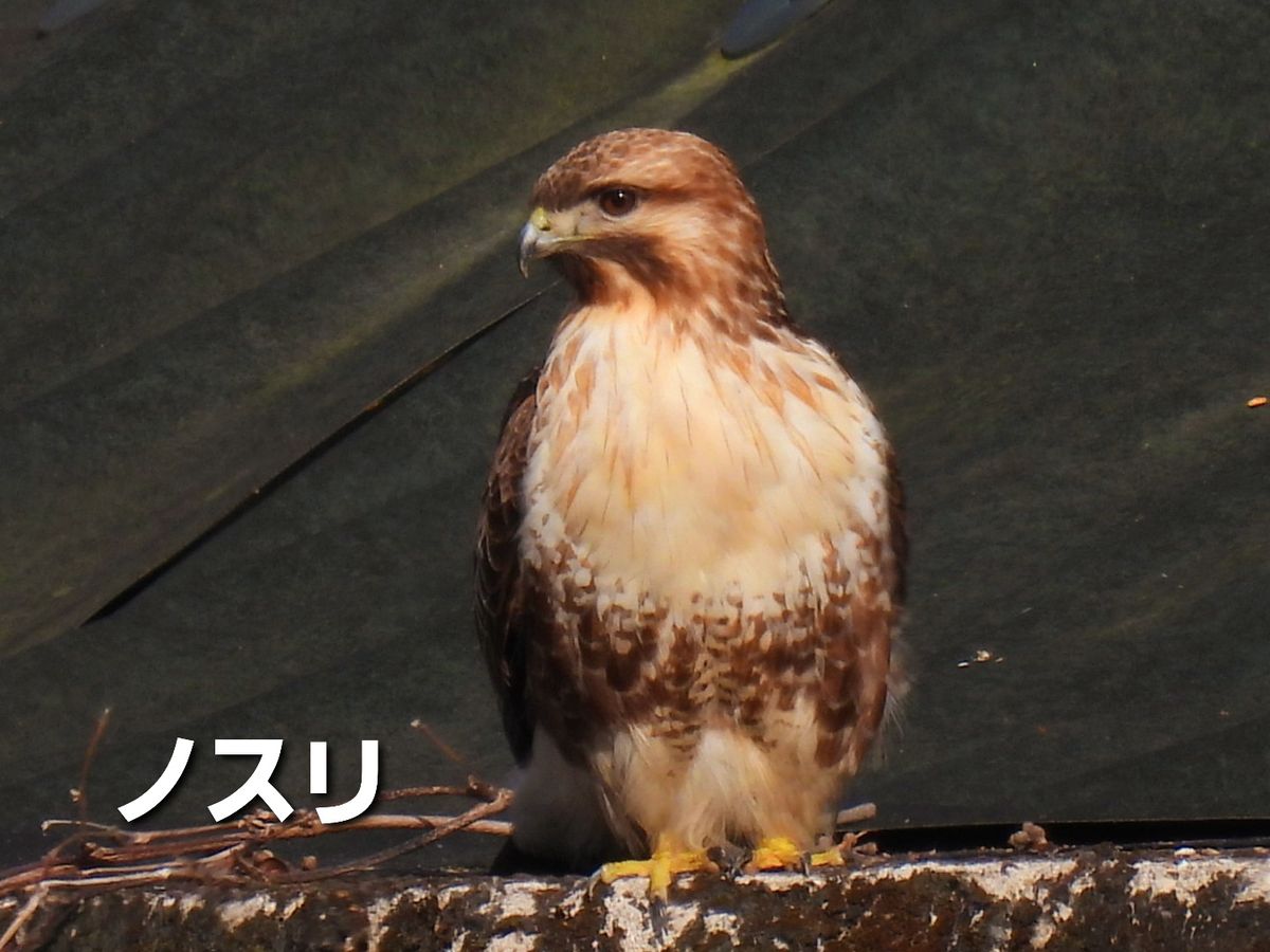 ウォーキングにしときます。