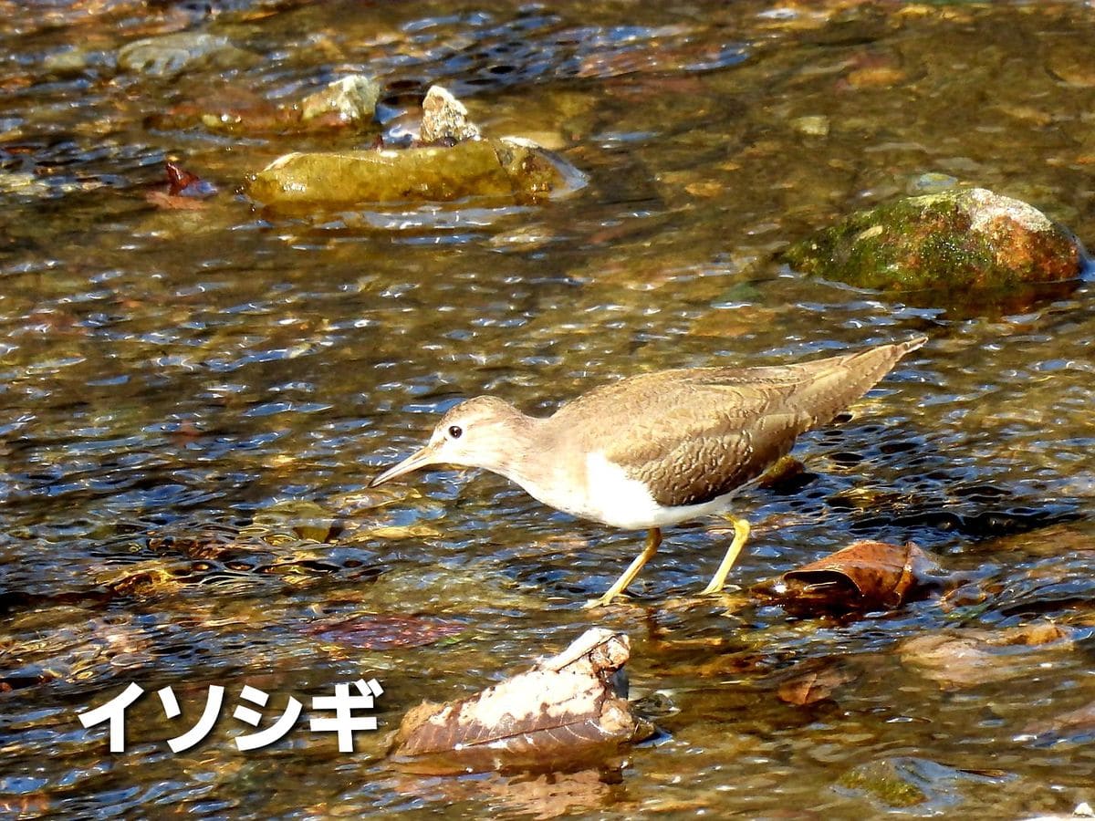 野鳥三態