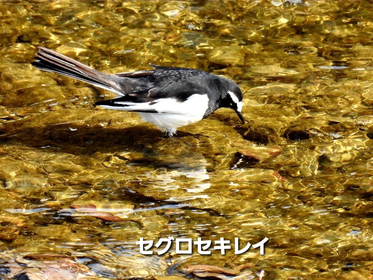 野鳥三態